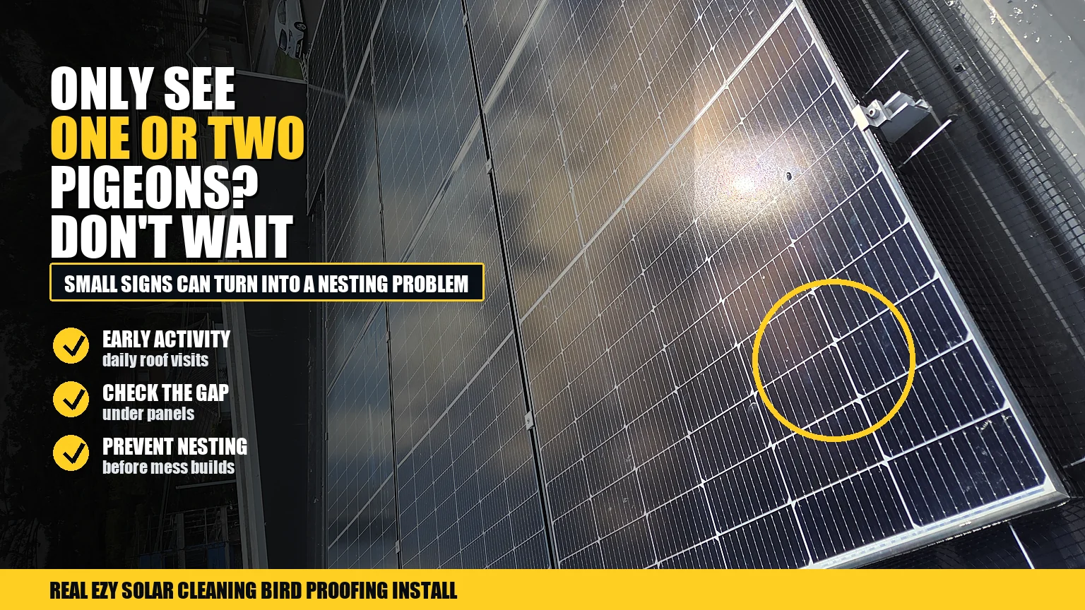 Solar panels on a tiled roof with bird proofing mesh and infographic advice about early pigeon activity around panels